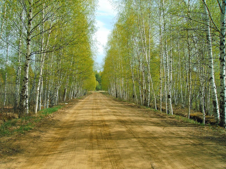 Картинки первая зелень